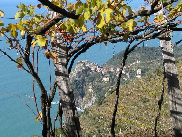 SciacchetrÃ .jpg