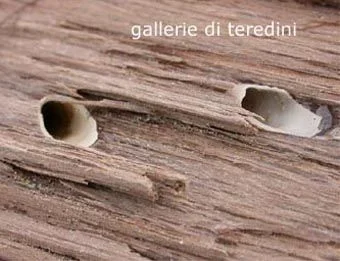 Teredini.jpg