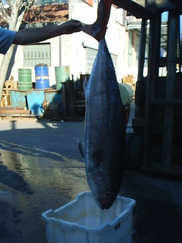Pesce.jpg